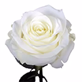 WHITE ROSES