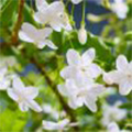 Water Jasmine