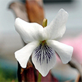 White Violet