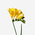 Yellow Freesia