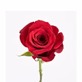 RED ROSE