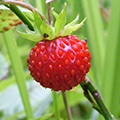 wild Strawberries