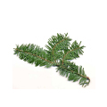 Balsam Fir