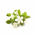 Bitter Orange Blossom