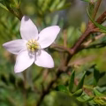 Boronia