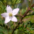 Boronia