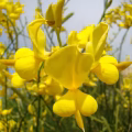 Broom