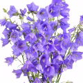 Bellflower