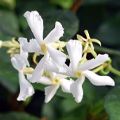 Chinese Jasmine