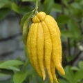 Citron
