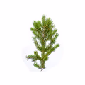 Fir Resin