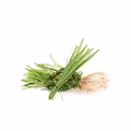 Haitian Vetiver