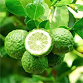 Italian bergamot