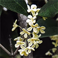 Japanese Osmanthus