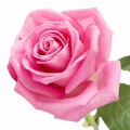 Tincture of Rose