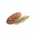 Silver Fir