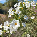 Spanish Labdanum