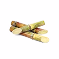 Sugar Cane