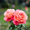 Tea Rose
