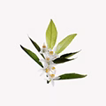Tunisian Orange Blossom