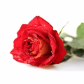 Turkey Red Rose