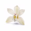 Vanilla Orchid