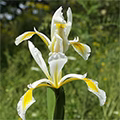 White İris