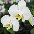 White Orchid