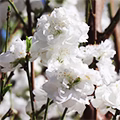 White Peach Blossom