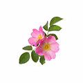 Wild Rose