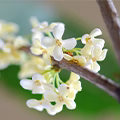 chinese Osmanthus