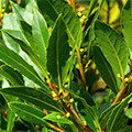 laurels